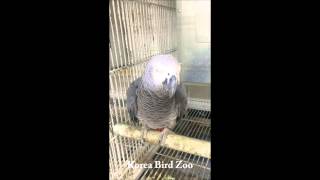 회색앵무(AFRICAN GRAY)