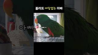 대답없는 아빠를 하염없이 부르는 앵무새 #뉴기니아앵무새 #꿀성대 #사랑해