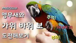 과연 앵무새는 가위바위보를 할수있을까요?