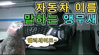 [수다쟁이 회색앵무 코코] EP.5 자동차 이름 &qu…