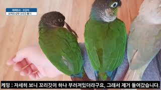 [째째튜브] 막내 모찌! 코뉴어 꼬리깃 뽑기