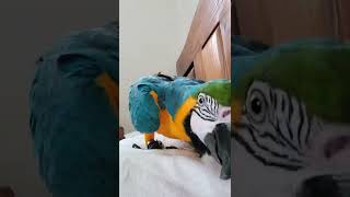 루카 근접촬영하기 #shorts #청금강