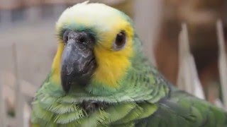 내게 찾아온 앵무새 (청머리앵무) (Blue fronted Parrot)