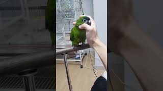 집사야 좀더 긁어보거라~  한스마카우 너울