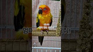 써니야 엄마~ 부르면 더 맛있는거 줄께!  #썬코뉴어 #parrot #앵무새 #엄마 #mother #부르면 #call me #줄께 #맛있는거 #써니