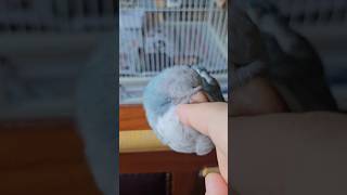 [퀘이커 앵무] 따스한 사랑 #parrot #quake…