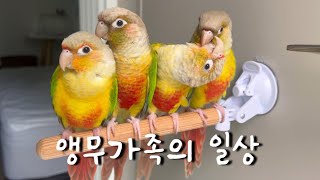 날아다니는 똥싸개 키우기 | 앵무새 브이로그 | 코뉴어…