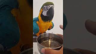 물먹는 청금강앵무새 , 물먹는 한스마카우