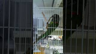 한스 앵무새의 재롱