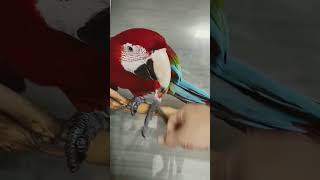 상구 망구의 장기자랑^^#홍금강 #마카우#청금강#앵무새#말하는앵무새#greenwingmacaw#애완동물#자유비행#내 가족