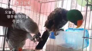 self injury Eclectus parrot th…