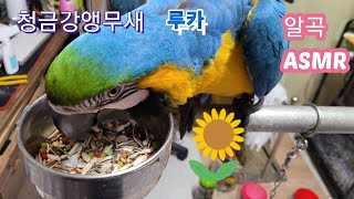청금강앵무새 ASMR