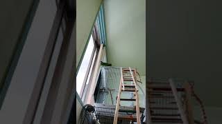 자기 나름대로 열심히 뽀뽀뽀 부르지만 아는 말만 하는 한스마카우