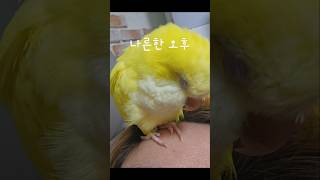 나른한 오후 졸린 앵무새 #앵무새 #루티노퀘이커 #동물…
