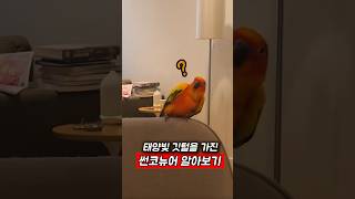애교쟁이 앵무새 썬코뉴어 #앵무새 #썬코뉴어 #shor…