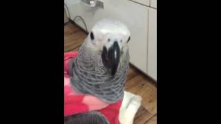 회색앵무 토토 애교ㅋㅋ