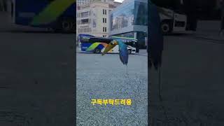 청금강앵무새 루카 #shorts