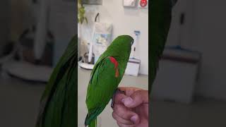 한스마카우 근접활영