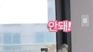 [퀘이커앵무 일구] 말 잘하는 일구의 수다타임