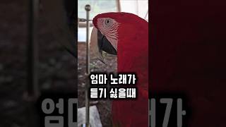 큰 맘 먹고 부른 노래인데 듣기싫다 티내는 앵무새 #앵무새 #노래금지