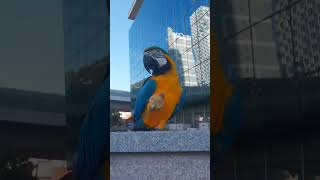 청금강앵무새 루카 쇼츠 모음