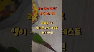 과채동으로 해보는 앵이들의 성향ㅋㅋ#parrot #코뉴…