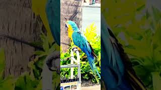 Blue Gold Macaw Hawaii 청금강 앵무새 하와이 와이키키