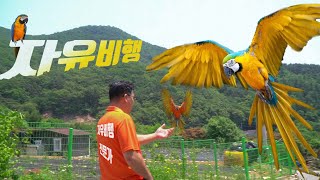 전문가가 알려주는 앵무새 자유비행 훈련법 5가지(feat.카페마카우 사장님,양평의 자연인) #앵무새훈련방법