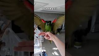 집에서 날아다니는 앵무새 / 앵무새 호출 / 한스마카우 올리