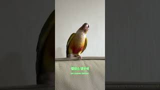 #말하는앵무새 #말하는코뉴어 #birds #반려동물 #…