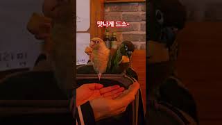 잘먹는 우리 앵무#앵무새#코뉴어#앵무새코뉴어#사랑앵무