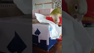 코리와 꾸꾸는 개구쟁이에요 #앵무새 #코뉴어