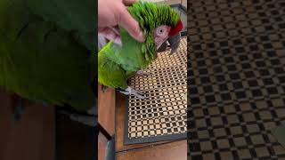 Peanut butter routine-his morn…