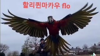 flo_the_macaw 님의 할리퀸마카우