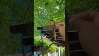 말안듣기로 소문난 청금강앵무새 루카