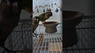 코뉴어앵무새#하봉이#하랑이#parrot#birds#cu…