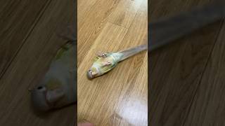 빵 처음 성공한 앵무새 | 하루 | 코뉴어 #birds…