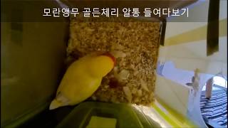 모란앵무새 골든체리 알통 들여다보기 1 (Parrot …