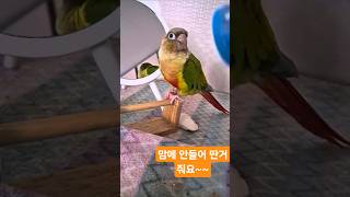 # 코뉴어앵무새 배추 장난감 딴거 줘요~