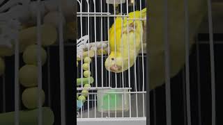 레몬이 공놀이 #루티노퀘이커 #모란앵무 #퀘이커앵무새