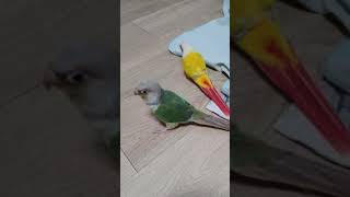 코뉴어앵무새(무편집동영상)Vlog_새벽 1시에 새장 탈출한 앵무새 두분/달밤에 체조/새장을 바꿔야 하나