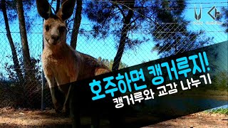 와일드 동물들 총출동! 캥거루, 웜벳, 코카투,쿠카부라…