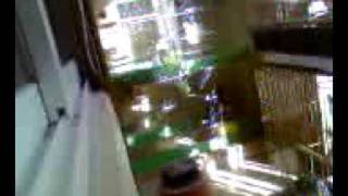 회색앵무 제이유 노래소리..