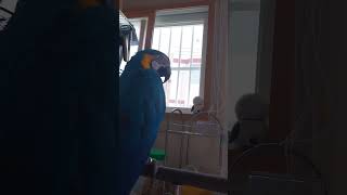 ㅋㅋㅋ #macaw #청금강 #청금강앵무새