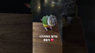잠오는 겸둥이 코뉴어 #코뉴어앵무새 #parrot #sleeping parrot