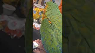 수원 메쎄 코리아 애니멀에서 사람 옆에 #아마존앵무새 …