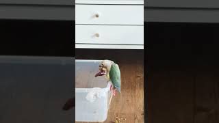 고구마 먹방 앵무새 코뉴어