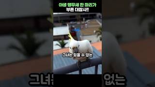 앵무새 한마리가 부른 대참사!!