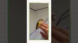 애들이 자꾸 도망가서 짱나네요.. #앵무새 #코뉴어 #주인보기를 #돌같이 보기는 #배은망덕 #반려조 #parrot