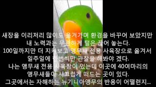 self injury Eclectus parrot therapy course 95 자해하는 뉴기니아앵무새 치료과정 95